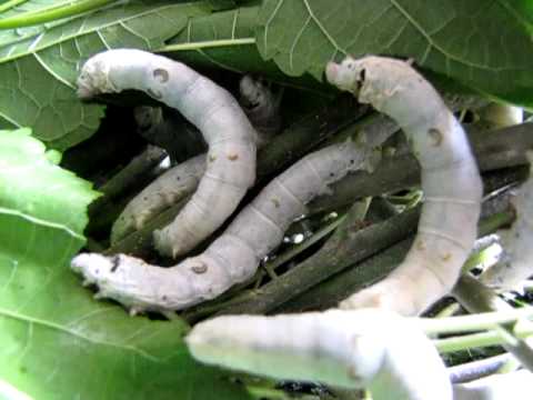 Silkworm