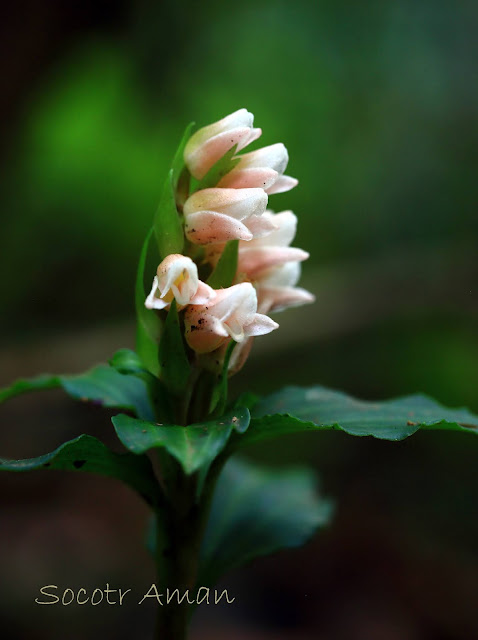 Goodyera foliosa