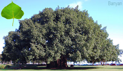 banyan tree