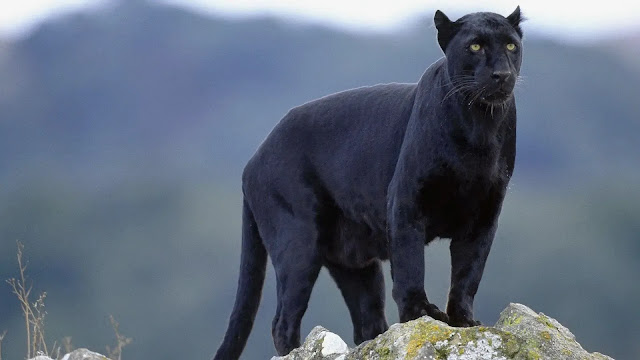 Panther