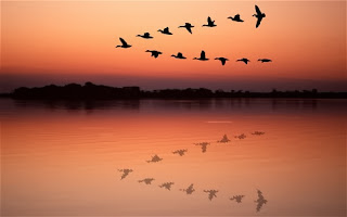 V-Shape Formation while flocks of sparrows 