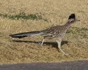Roadrunner-35