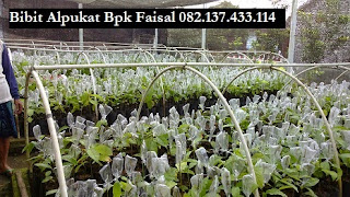 Bibit Alpukat Mentega Bpk Faisal 082.137.433.114