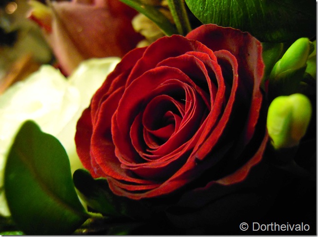 rose