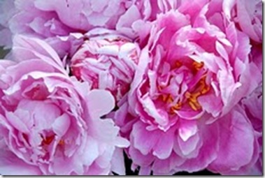 Peonies Market Aix-en-Provence