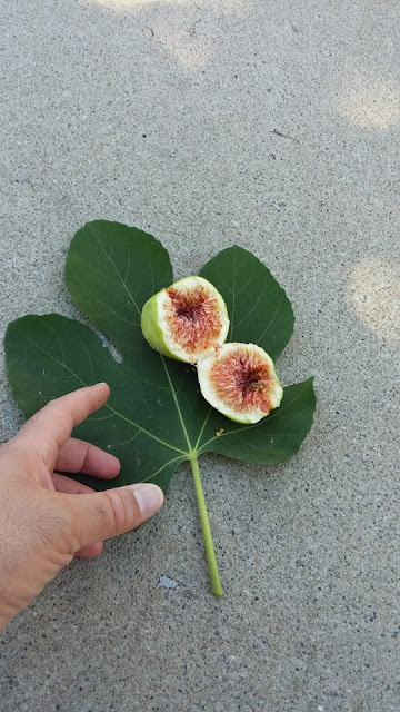 Armenian Fig