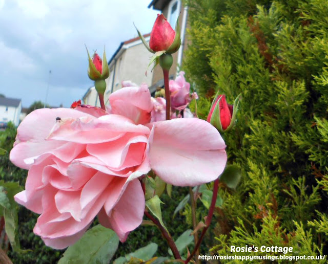 Saturday Smiles: Gramma's beautiful roses.