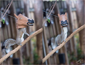 Funny animals of the week - 28 February 2014 (40 pics), squirrel eats from horse head feeder