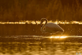 Flamingos at Sunset