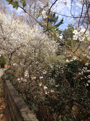 Spring Blossoms Fairfax Creek Californi