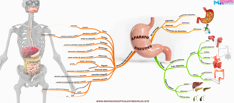 Mapa mental del aparato digestivo