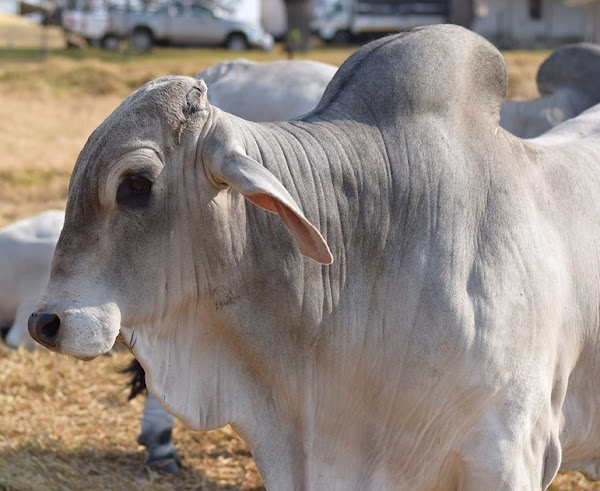 brahman cattle, about brahman cattle, breeding brahman cattle, caring brahman cattle, housing brahman cattle, feeding brahman cattle, raising brahman cattle, how to raise brahman cattle, how to care for brahman cattle, guide for raising brahman cattle, brahman cattle farming, commercial brahman cattle farming, brahman cattle farming business, commercial brahman cattle farming business, how to start brahman cattle farming