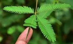 Perhatikan gambar tanaman putri malu (Mimosa pudica) berikut!