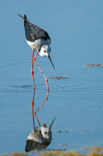 Wildlifefotografie Kroatien Neretva Delta Olaf Kerber