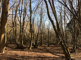 In the woods, Trosley Country Park, 29 December 2013.