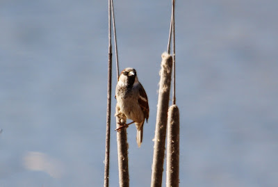 Mosk - Huismus - Passer domesticus