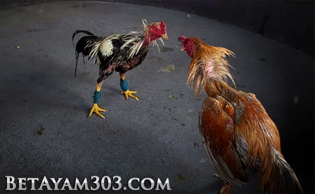 ayam bangkok, Ayam Aduan Thailand, Ayam Jago Bangkok, Ayam Adu Super, Ayam Jago Super, Ayam Jago Thailand, 