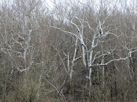 bare sycamore branches
