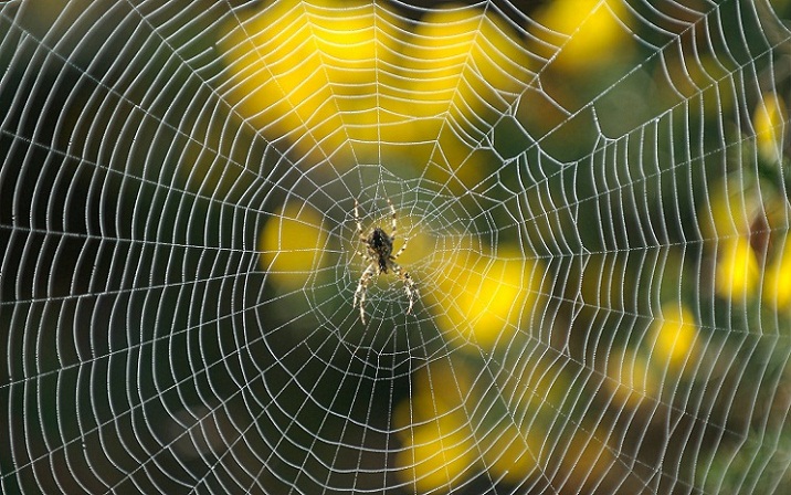 Laba-laba yang Membuat Jaring Terbesar di Dunia