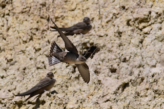 avion-roquero-ptyonoprogne-rupestris-vuelo-raso-