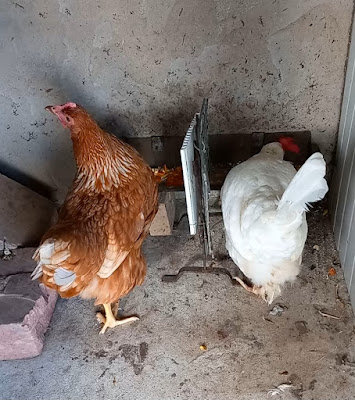 Gallina nuova mangia con ansia e paura