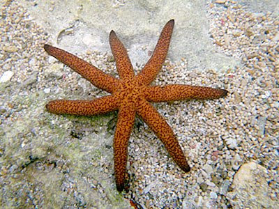 Luzon Seastar (Echinaster Luzonicus)