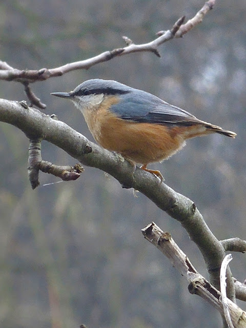 Sneeuw- en  vogelpret