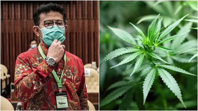 Setelah Kalung Anti Corona, Mentan SYL Tetapkan Ganja Tanaman Obat