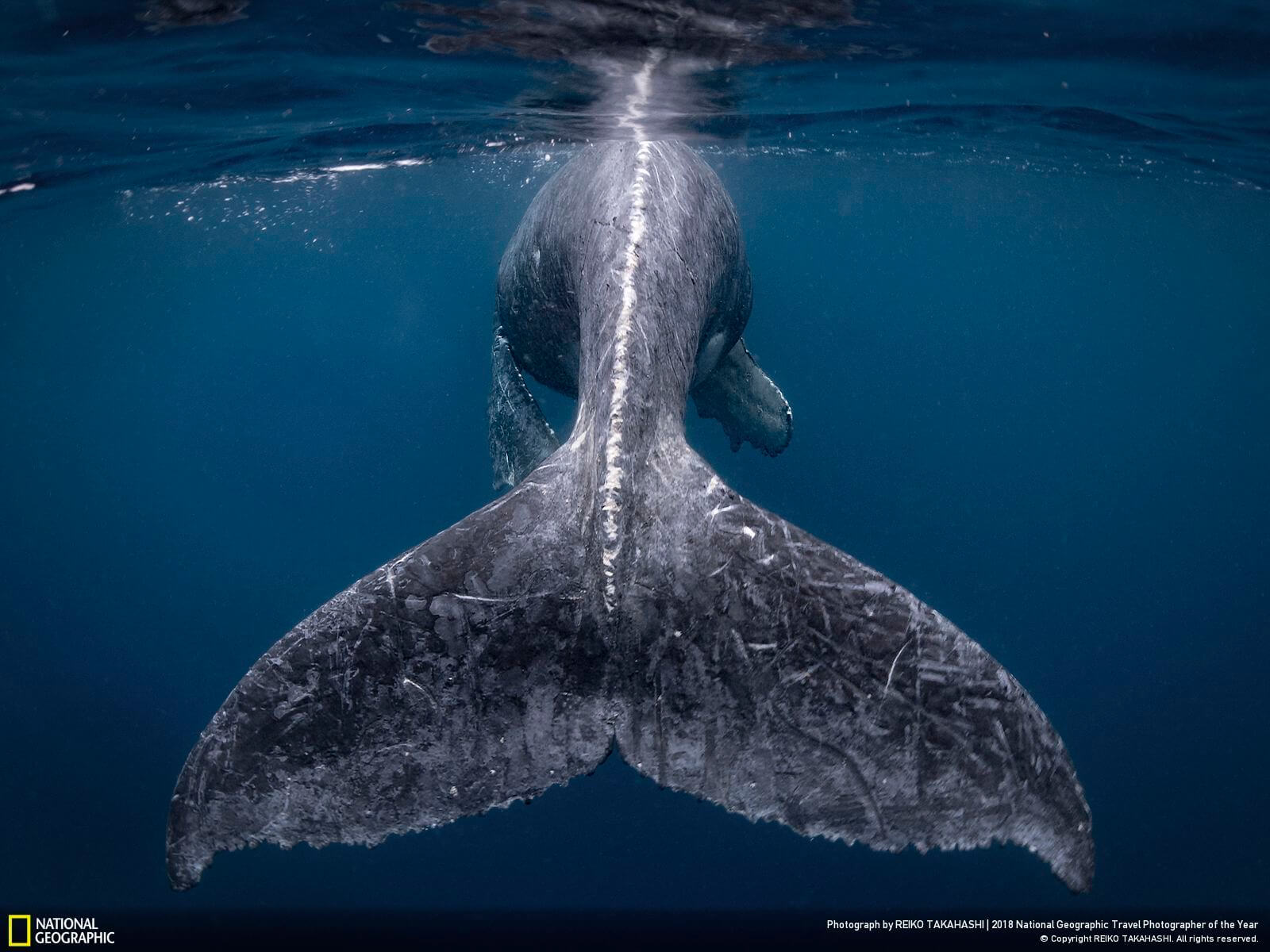 The 10 Best Pictures From the 2018 National Geographic Travel Photographer of the Year Contest