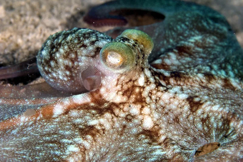 Incredible Octopus Photos and Facts