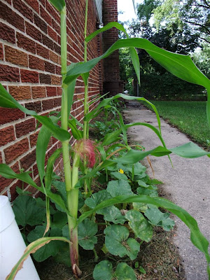 rows of corn by the side of the garage