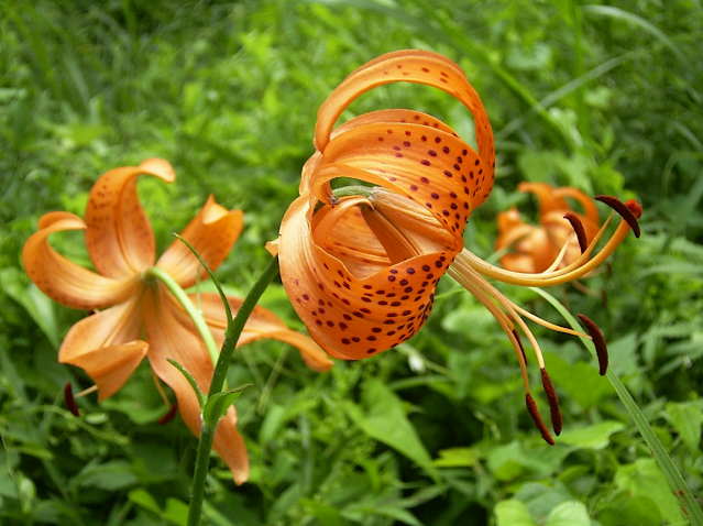 Лилия ложнотигровая / Лилия Максимовича (Lilium pseudotigrinum, =Lilium maximowiczii)