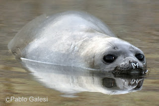 Pablo Galesi, fotógrafo de fauna y naturaleza, un elefante marino