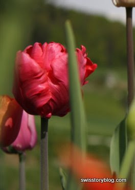 Tulip Urdorf Switzerland 4