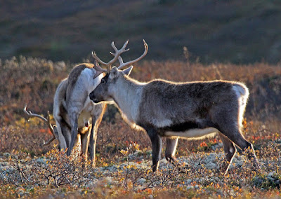 ¿Qué hacer en Otoño en Noruega?