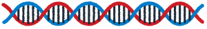 DNAのライン素材（短い）