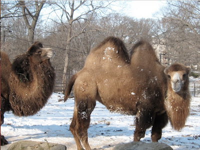 Đặt vé máy bay đi Boston giá rẻ ghé thăm The Franklin Park Zoo 