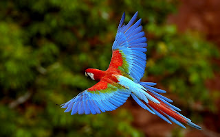 Beautiful Parrot Bird