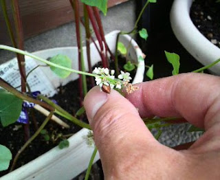 そばの花は、１２９日目を迎えました