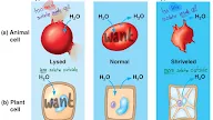 Animal Cell In Isotonic Solution - What Happens To Animal Cells If They Are Put In A Hypotonic Solution Quora : We did not find results for: