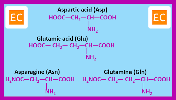 Amino acids with side chains containing carboxylic acid or amide groups