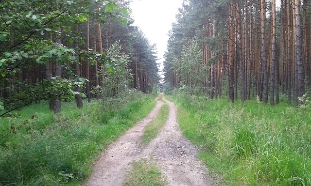 Leśne okolice Lublińca