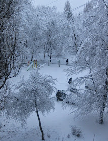 снег на ветвях деревьев
