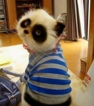 Funny cats pictures - Panda