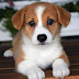 The Best Companion Dog Breeds: Perfect Pets for Your Home and Heart