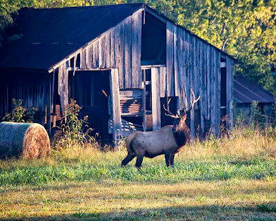 Bull Elk by Historic Barn in Boxley Valley