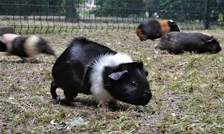 Four different coloured guinea pigs in an outdoor run