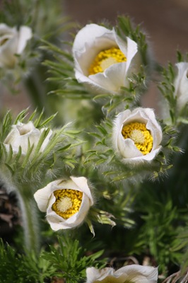 Kubjelle, Pulsatilla 002