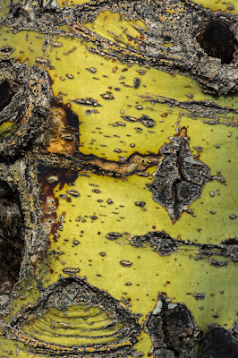 Tree Bark, Saguaro National Park