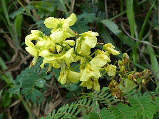 Caesalpinia decapetala - Caesalpine des haies 